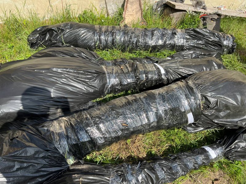 Полицейские задержали жителя Тальменского района, который вырастил более 400-т кустов конопли